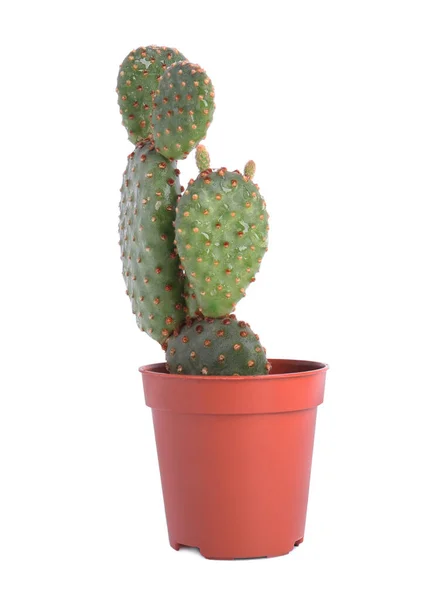 Mooie Groene Exotische Cactus Pot Geïsoleerd Wit — Stockfoto