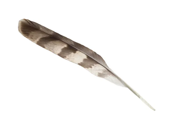 Hermosa Pluma Pájaro Gris Aislada Blanco — Foto de Stock