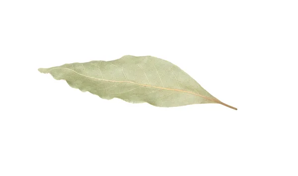 Une Feuille Laurier Aromatique Isolée Sur Blanc — Photo