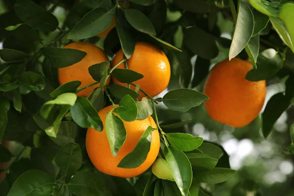 Oranges Parmi Les Feuilles Vertes Sur Arbre Extérieur Gros Plan — Photo