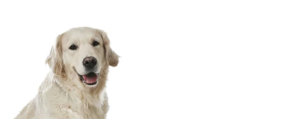白い背景にかわいい黄金の取得犬 テキストのためのスペース バナーデザイン — ストック写真