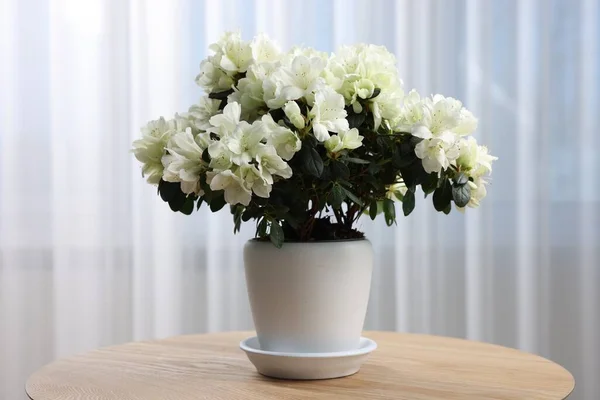 Beautiful Azalea Flowers Pot Wooden Table Indoors — Stock Photo, Image
