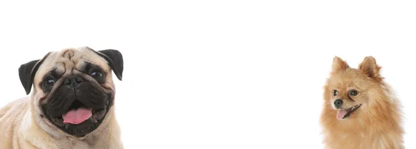 Симпатичный Мопс Немецкие Собаки Шпицы Белом Фоне Пространство Текста Баннерный — стоковое фото