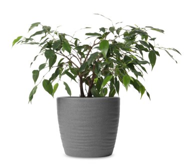 Beyaz arka planda saksıda güzel bitkiler. Ev dekorasyonu