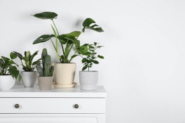 Many different houseplants in pots on chest of drawers near white wall, space for text clipart