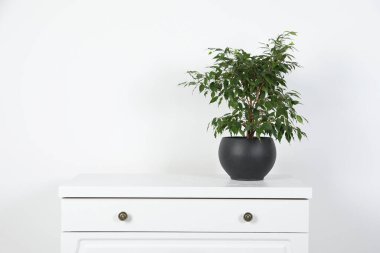 Beyaz duvarın yanındaki çekmece çekmecesine saklanmış, yazı için yer var. Güzel ev bitkisi