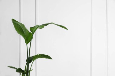 Beyaz duvarın yanında güzel bir strelitzia, yazı için yer var. Egzotik bitki.