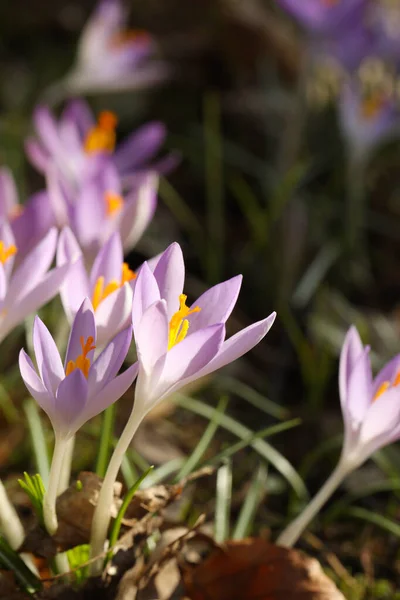 Piękne Krokus Kwiaty Rosnące Zewnątrz Widok Bliska — Zdjęcie stockowe