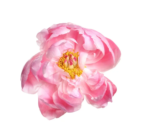 Schöne Rosa Pfingstrose Blume Isoliert Auf Weiß — Stockfoto