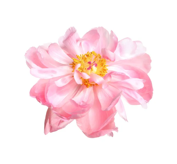 Красива Рожева Квітка Півонії Ізольована Білому — стокове фото