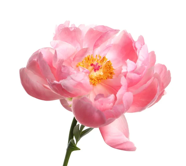 Beautiful Pink Peony Flower Isolated White — Stock Photo, Image