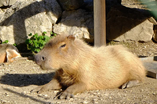 Belles Capybaras Reposant Extérieur Jour Ensoleillé — Photo