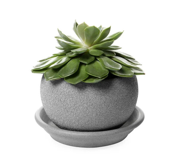 Prachtige Echeveria Plant Pot Witte Achtergrond Huisinrichting — Stockfoto