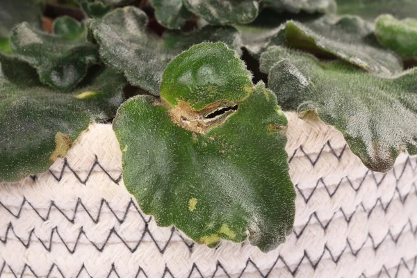損傷した葉を持つ鉢植え クローズアップビュー — ストック写真