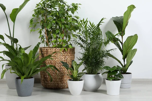 Veel Verschillende Kamerplanten Potten Vloer Buurt Van Witte Muur Binnen — Stockfoto