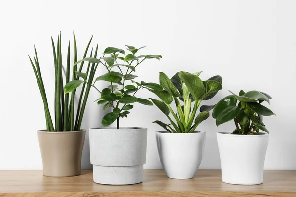 Viele Verschiedene Zimmerpflanzen Töpfen Auf Holztisch Neben Weißer Wand — Stockfoto