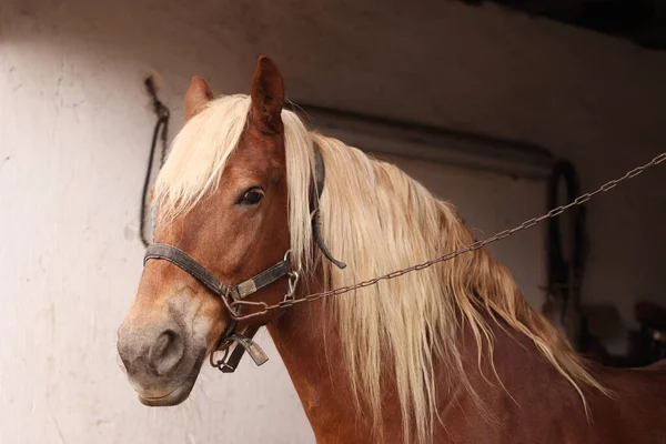 Rozkošný Kůň Uzdami Stáji Krásný Domácí Mazlíček — Stock fotografie