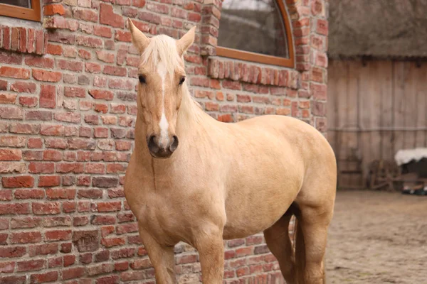 Bedårande Häst Nära Tegelbyggnad Utomhus Härligt Domesticerat Husdjur — Stockfoto