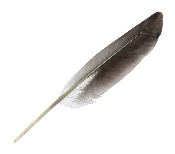 Beautiful Grey Bird Feather Isolated White Stock Image