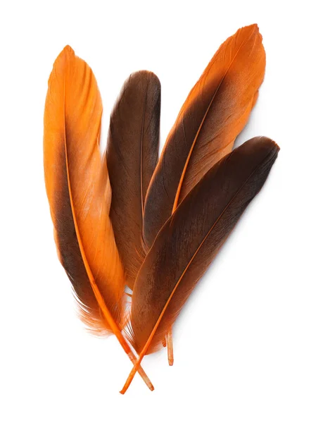 Много Красивых Оранжевых Перьев Птицы Изолированы Белом Вид Сверху — стоковое фото