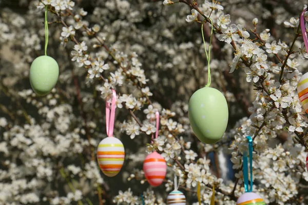 Huevos Pascua Bellamente Pintados Colgando Cerezo Flor Aire Libre —  Fotos de Stock