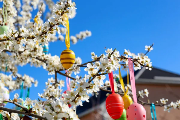 Oeufs Pâques Magnifiquement Peints Accrochés Cerisier Fleurs Extérieur — Photo