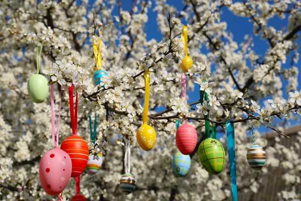 Huevos Pascua Bellamente Pintados Colgando Cerezo Flor Aire Libre — Foto de Stock