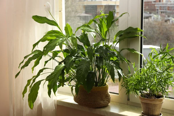 室内窗台上盆栽的美丽的室内植物 — 图库照片