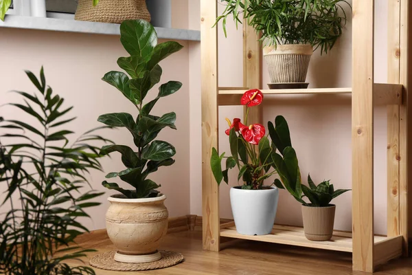 Beautiful Houseplants Pots Indoors House Decor — Stock Photo, Image