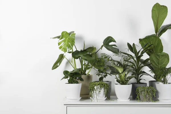 Многие Красивые Зеленые Горшечные Домашние Растения Белом Сундуке Помещении Место — стоковое фото
