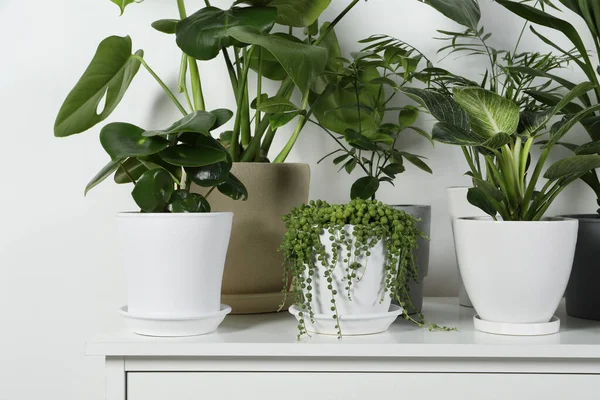 Muchas Hermosas Plantas Interior Maceta Verde Cómoda Blanca Interior — Foto de Stock