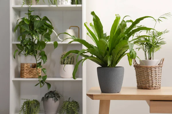 Plantas Interior Verdes Macetas Cerca Pared Blanca Espacio Para Texto — Foto de Stock