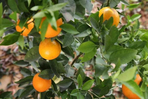 Fresh Ripe Oranges Growing Tree Outdoors — Photo