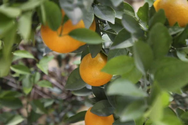 Taze Olgun Portakallar Ağaçta Yetişiyor Yakın Plan — Stok fotoğraf