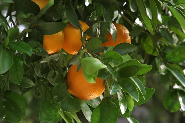 Πορτοκάλια Μεταξύ Πράσινα Φύλλα Εξωτερικούς Χώρους Δέντρο Closeup — Φωτογραφία Αρχείου