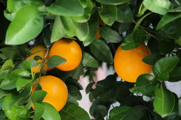 Pomeranče Mezi Zelenými Listy Stromě Venku Detailní Záběr — Stock fotografie