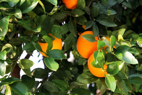 Pomeranče Mezi Zelenými Listy Stromě Venku Detailní Záběr — Stock fotografie