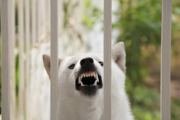 Shiba Inu Hund Nær Metallgjerde Utendørs Nærbilde – stockfoto