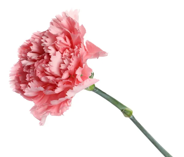 美しいピンクのカーネーションの花の白で隔離 — ストック写真
