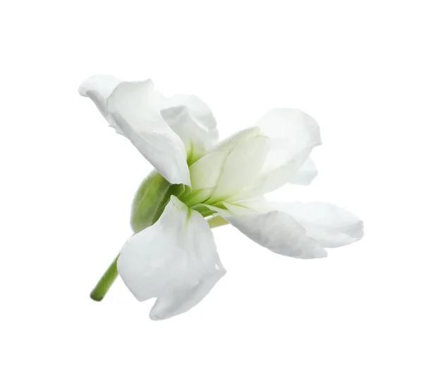 Schöne Blume Mit Zarten Blütenblättern Isoliert Auf Weiß — Stockfoto