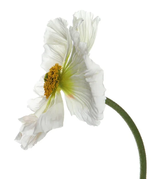 Vacker Vallmo Blomma Med Mjuka Kronblad Isolerade Vit — Stockfoto