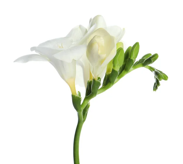 Vacker Fresia Blomma Med Mjuka Kronblad Isolerade Vit — Stockfoto