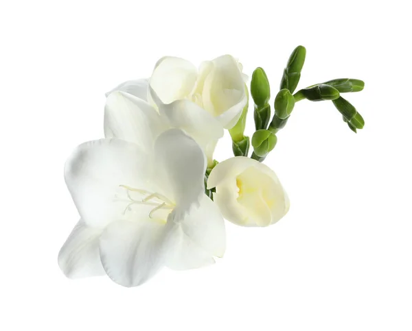 Schöne Freesia Blume Mit Zarten Blütenblättern Isoliert Auf Weiß — Stockfoto