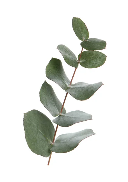 Branche Eucalyptus Aux Feuilles Fraîches Isolées Sur Blanc — Photo