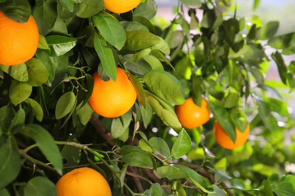 Fresh Ripe Oranges Growing Tree Outdoors — Stockfoto
