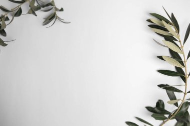 Beyaz arka planda taze yeşil zeytin yapraklı dallar, üst manzara. Metin için boşluk