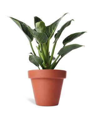 Terracotta pot 'taki Philodendron bitkisi beyaza izole edilmiş. Ev dekorasyonu