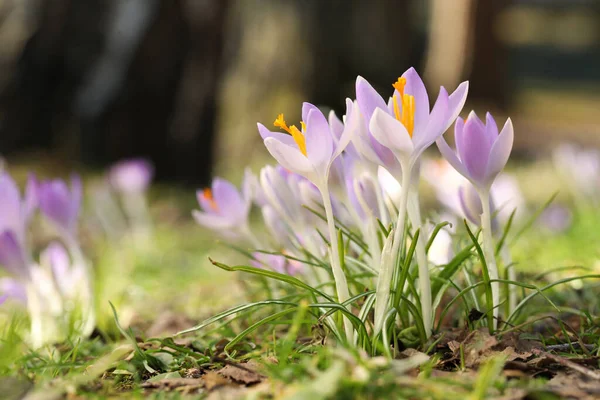 Beautiful Crocus Flowers Growing Outdoors Closeup Space Text — Stok fotoğraf