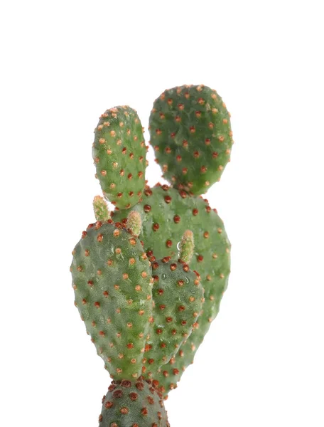 Hermoso Cactus Exótico Verde Aislado Blanco —  Fotos de Stock