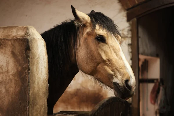 Rozkošný Kůň Stáji Krásný Domácí Mazlíček — Stock fotografie